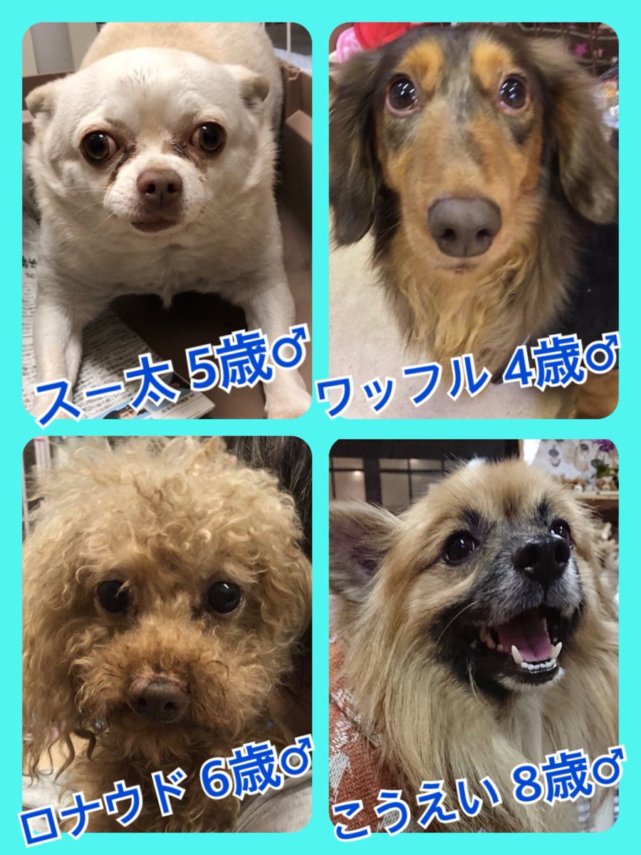 🐾今日の里親様募集中ワンコ🐶メンバーです🐾2019,2,16
